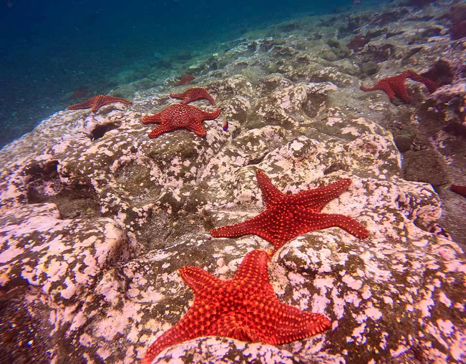 4_starfish-1.jpg