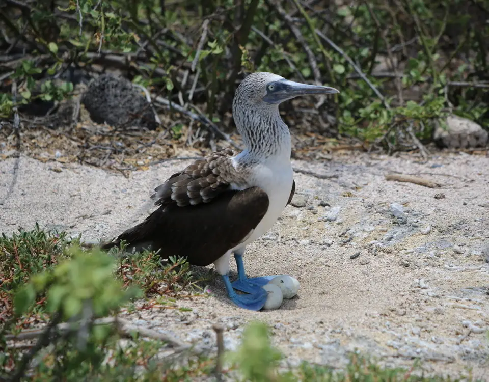54_blue-footed-boobies-hatching-an-egg-1
