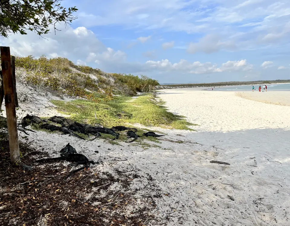 58_marine-iguanas-in-tortuga-bay-1