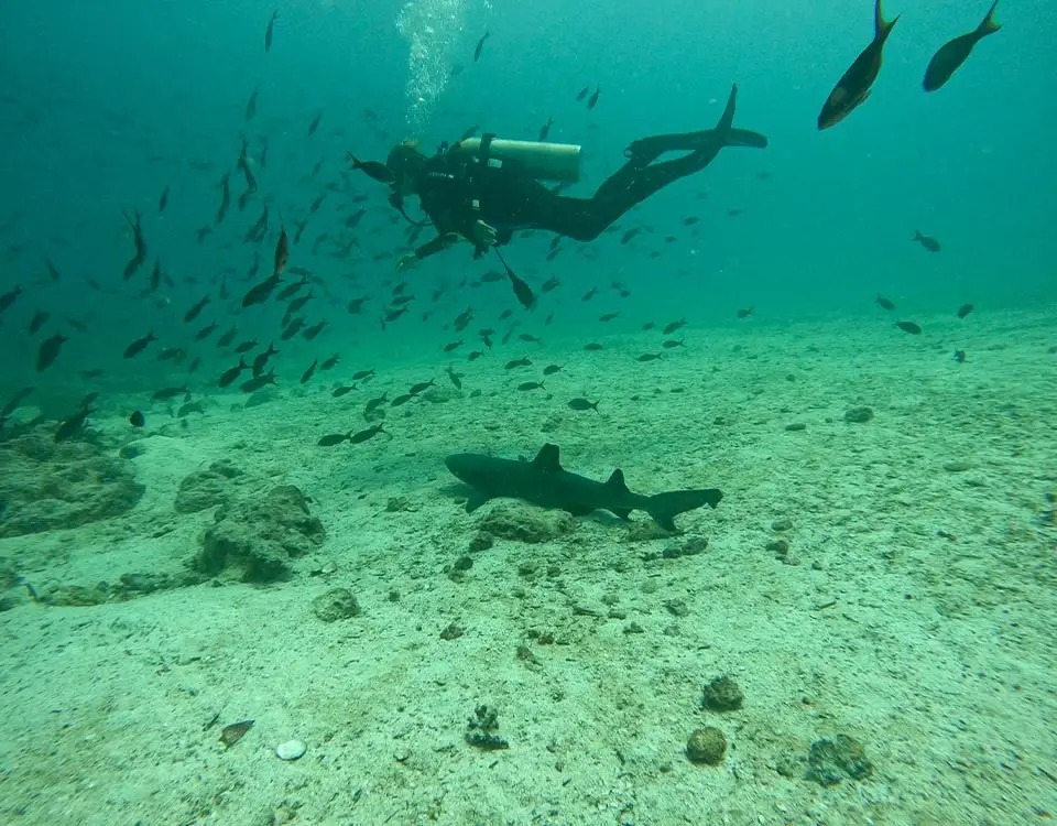 5_diver-near-a-whitetip-reef-shark-1