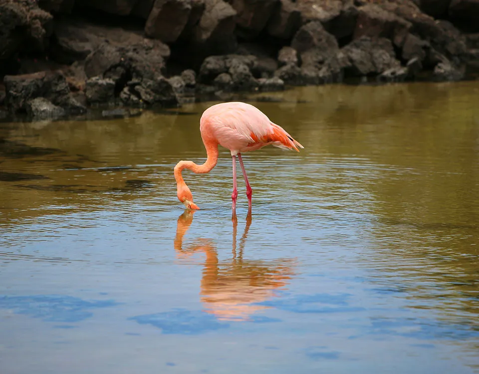 5_flamingo-in-the-lagoon-1.jpg