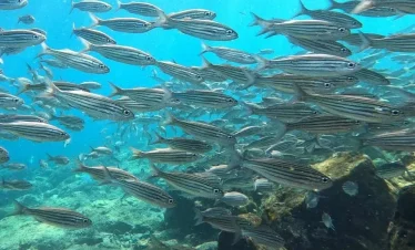 North Seymour Punta Diving Tour