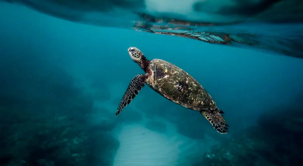 5_sea-turtle-galapagos-2