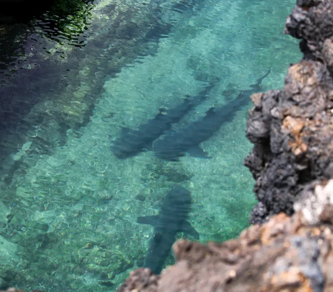 5_tintoreras-nadando-por-un-canal-2