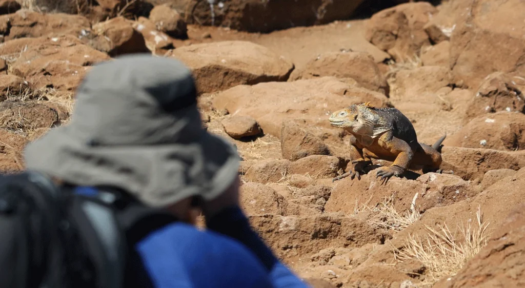 5_tourist-photographing-a-galapagos-land-iguana-2