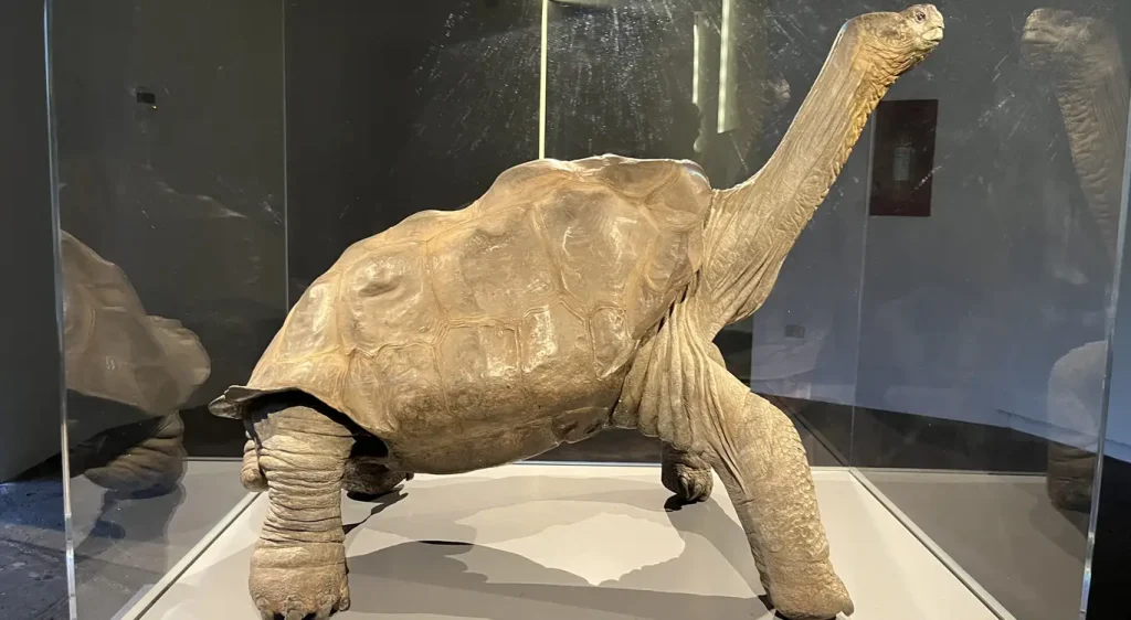 61_solitario-george-2