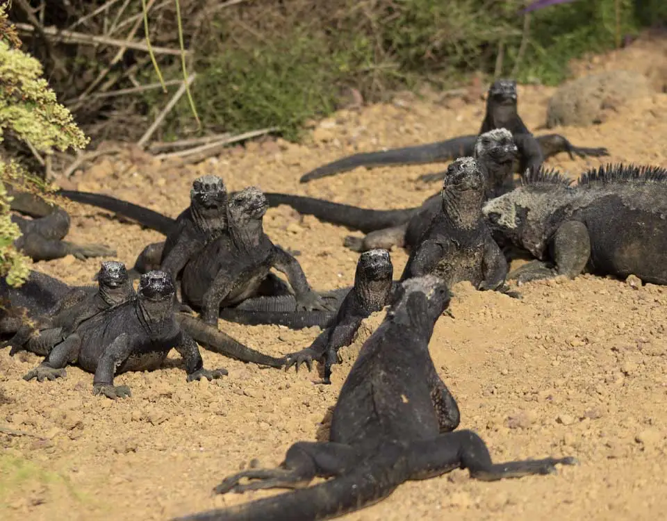 66_marine-iguanas-resting-on-the-sand-1