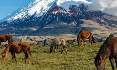 Cotopaxi National Park Tour