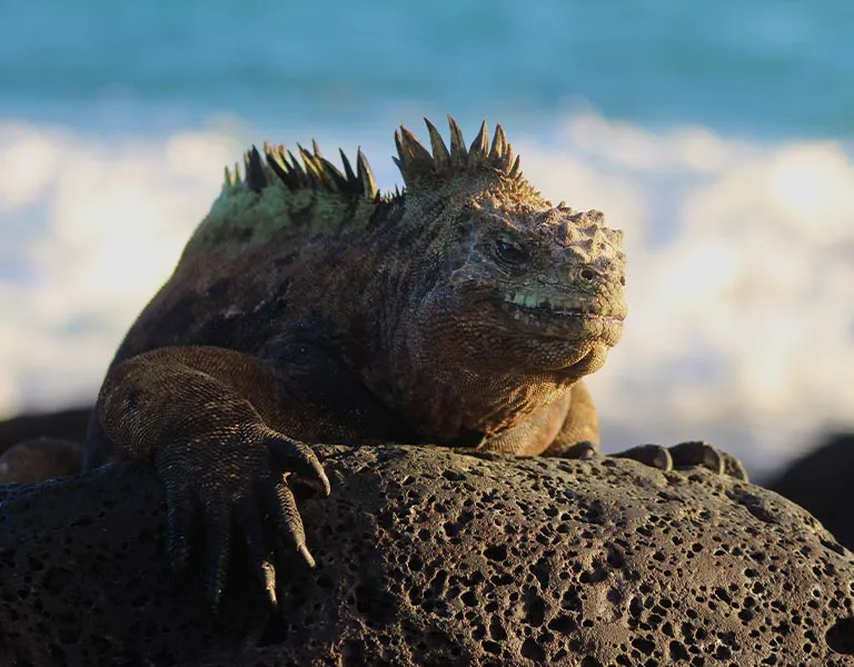 6_marine-iguana-on-a-rock-3.jpg