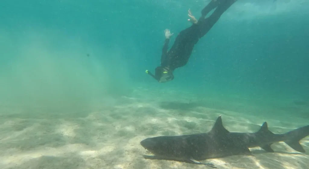 6_snorkeling-next-to-a-white-tip-shark-2