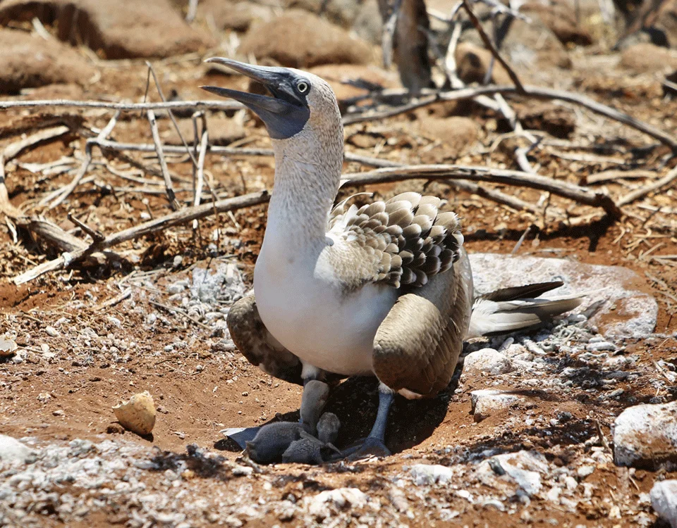 7_blue-footed-booby-with-its-young-1