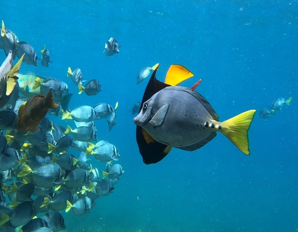 7_peces-tropicales-1