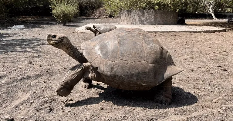 7_tortugas-gigantes-caminando-con-vegetacion-de-fondo-3