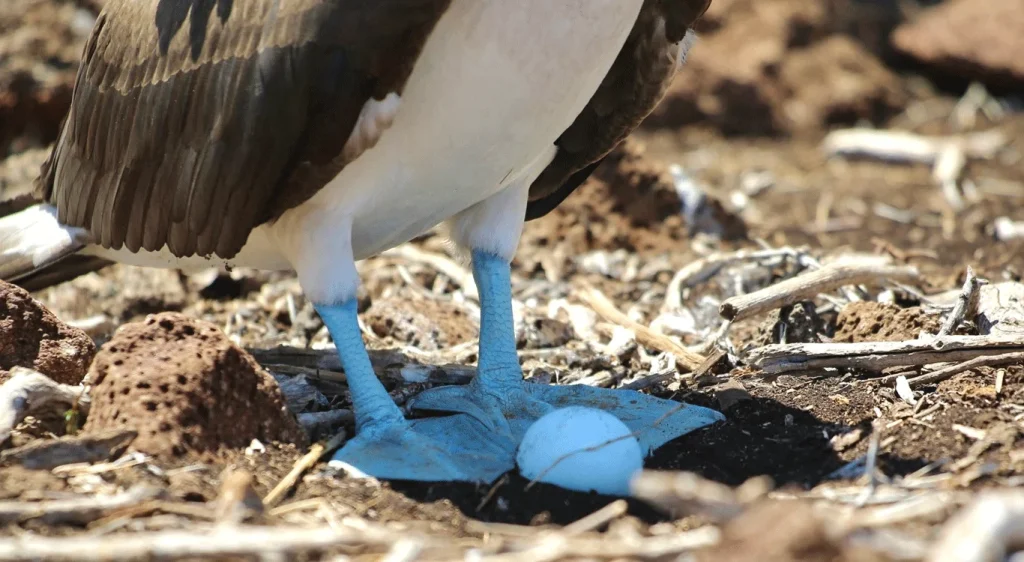 8_blue-footed-booby-with-an-egg-2