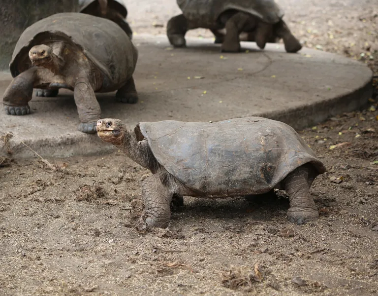 8_tortugas-gigantes-en-centro-de-crianza-Arnaldo-Tupiza-3