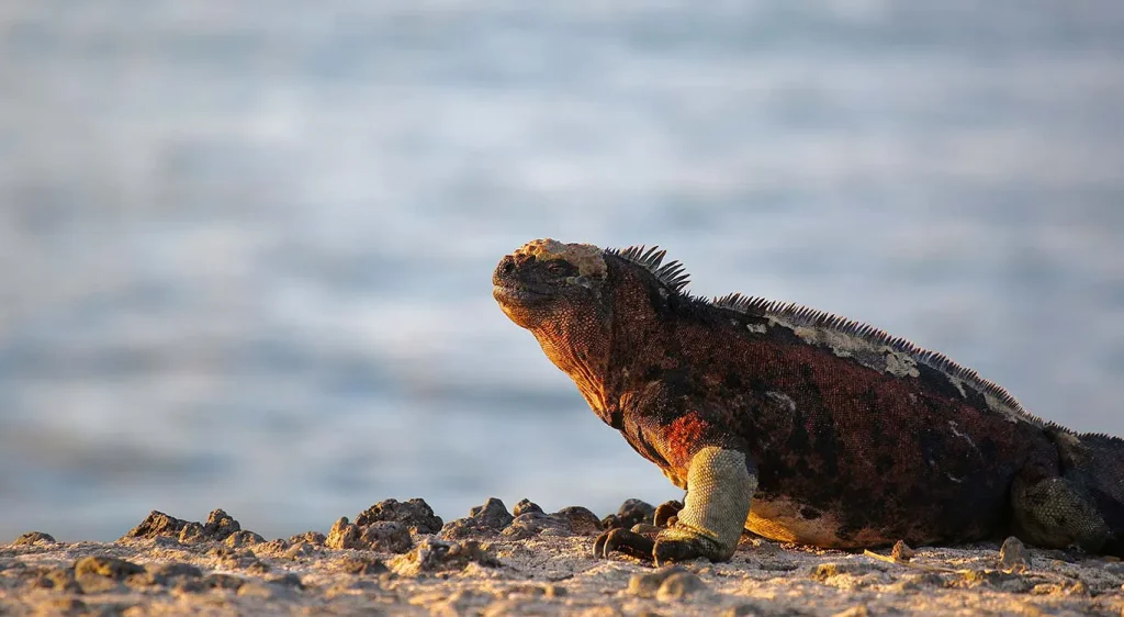 9_marine-iguana-on-a-rock-2