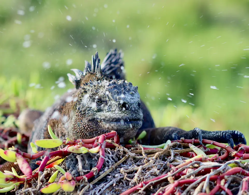 galapagos-marine-iguana-1