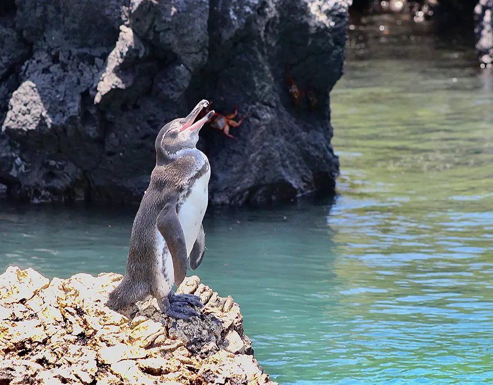 galapagos-penguin-1