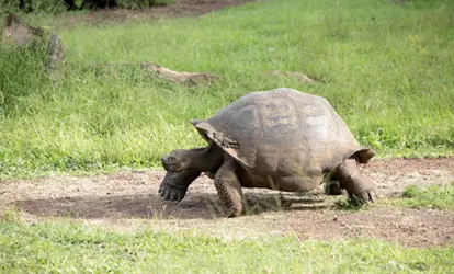 tortuga-gigante-de-galapagos-caminando-4