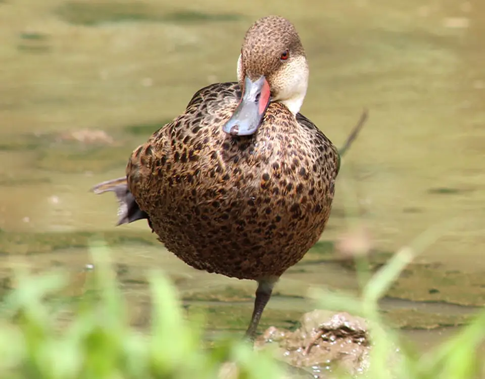 white-cheeked-pintail-1