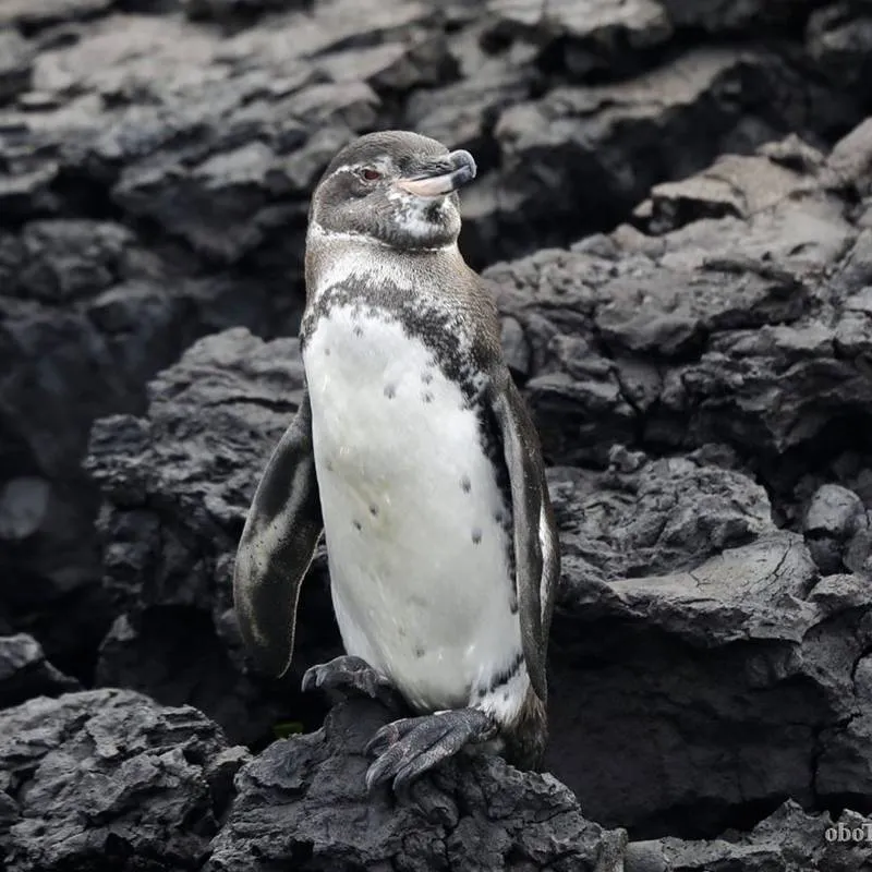 2_Islote_Tintoreras_8-1