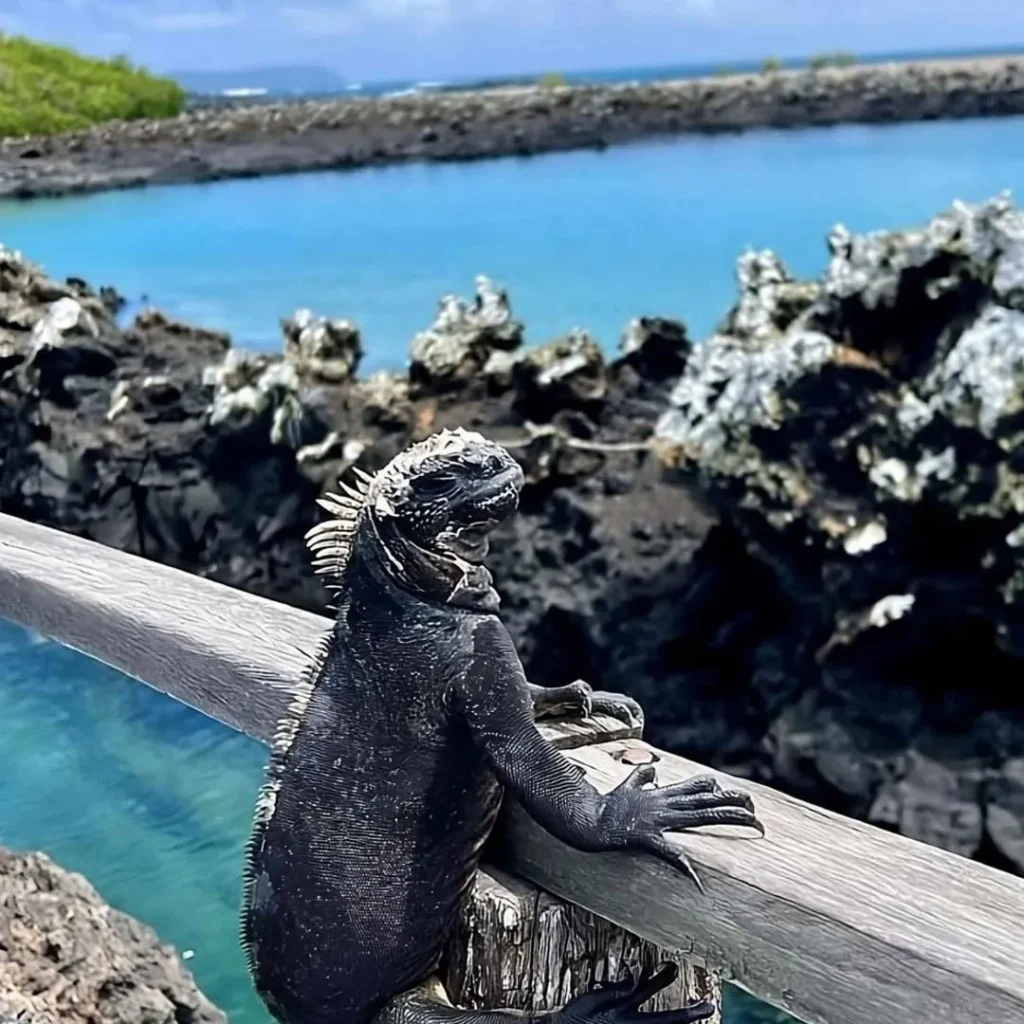 4_Islote_Tintoreras_4-1