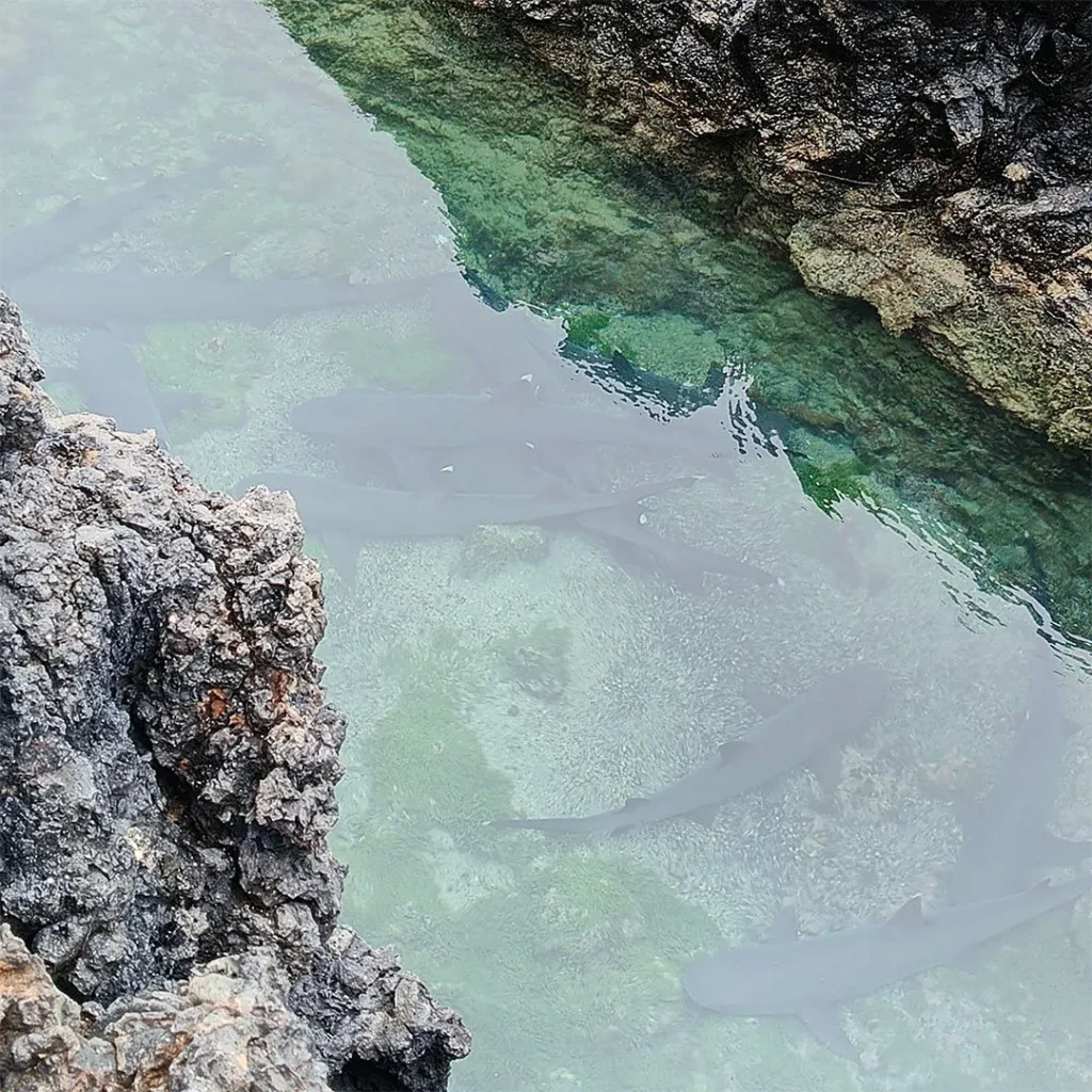 5_Islote_Tintoreras_2