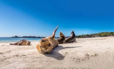 Lobos Island