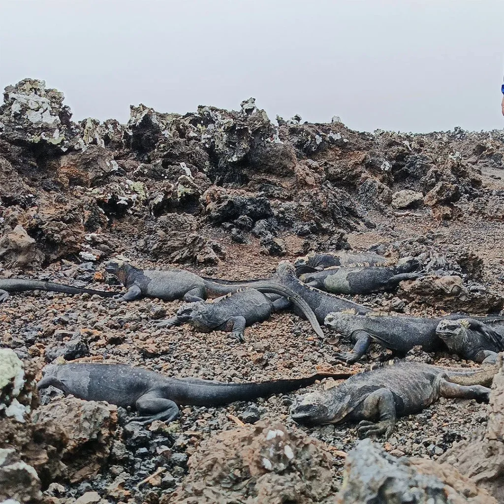 7_Islote_Tintoreras_5