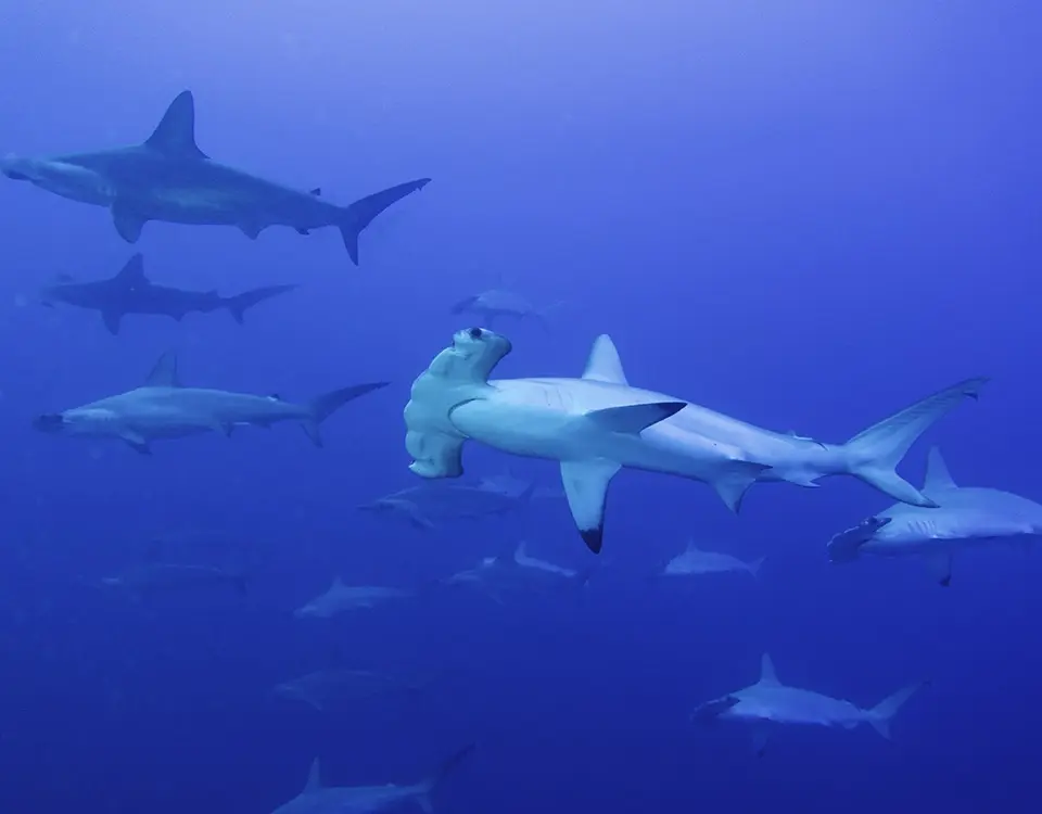 group-of-hammerhead-sharks-1