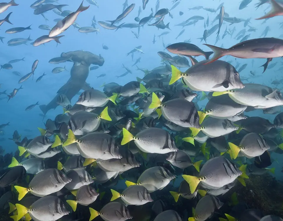 school-of-fish-1