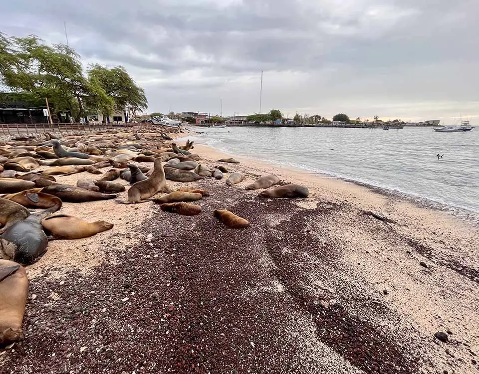 sea-lions-at-the-pier-on-san-cristobal-island-1