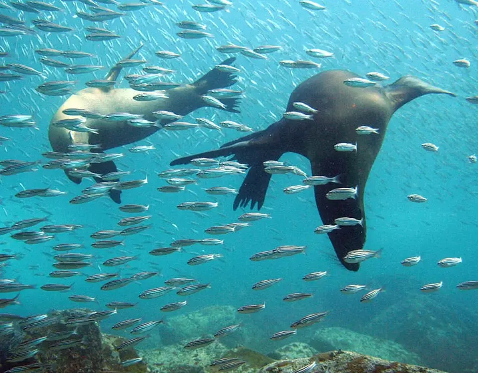 sea-lions-swimming-with-a-school-of-fish-1