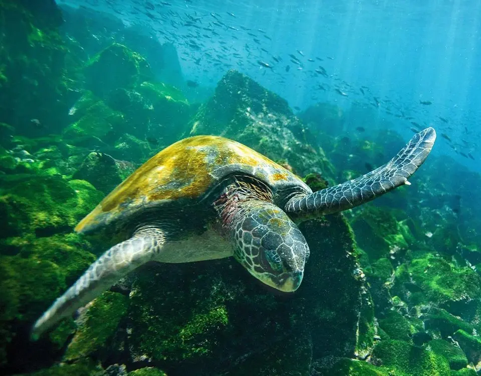 sea-turtle-1
